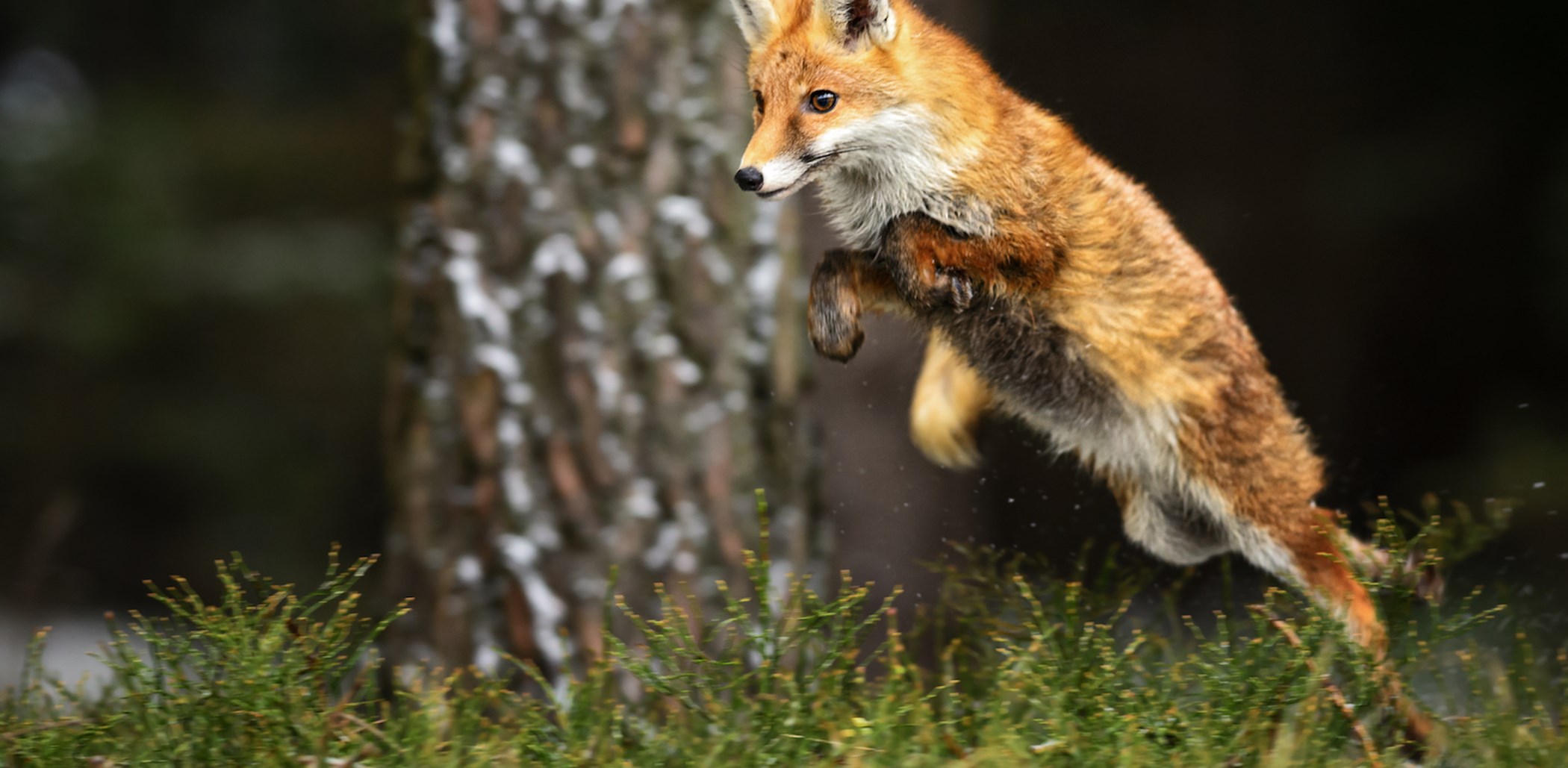 The Foraging Fox The FoodTalk Show