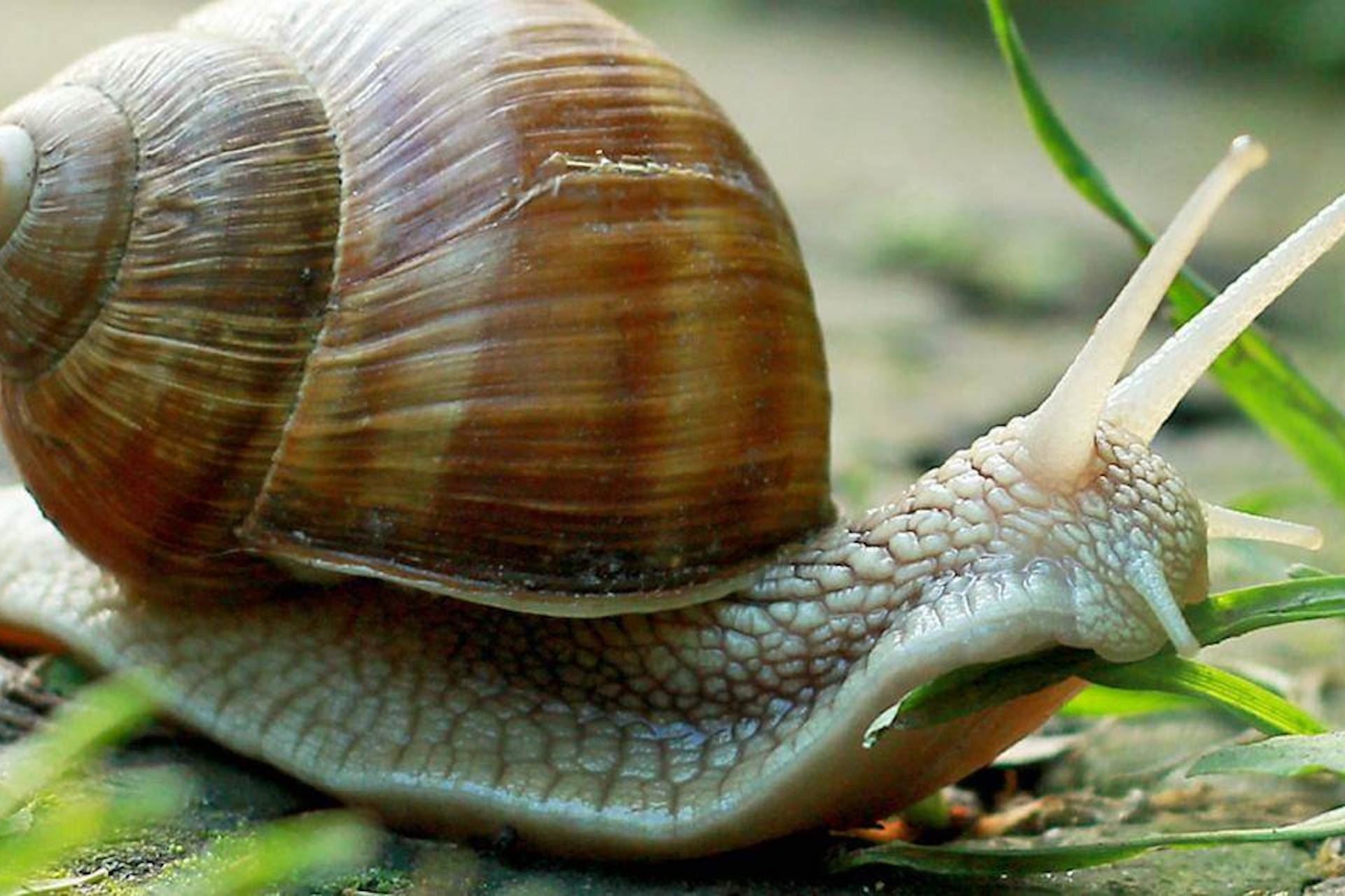 David Walker explains how you start a snail farm - The FoodTalk Show